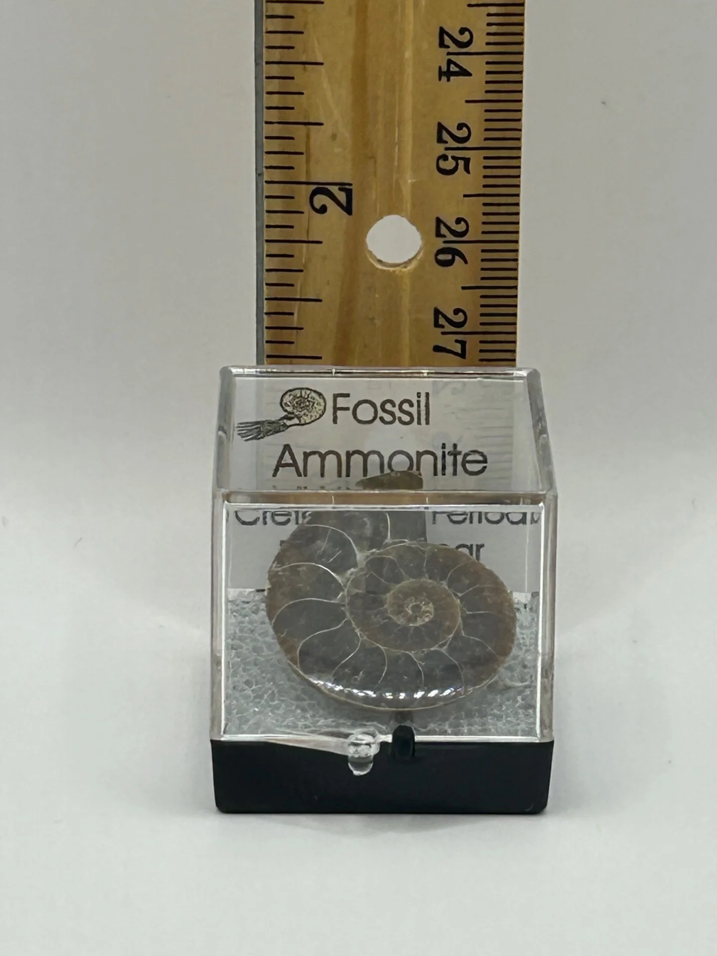 Ammonite Fossil - Cretaceous Period - Image 6