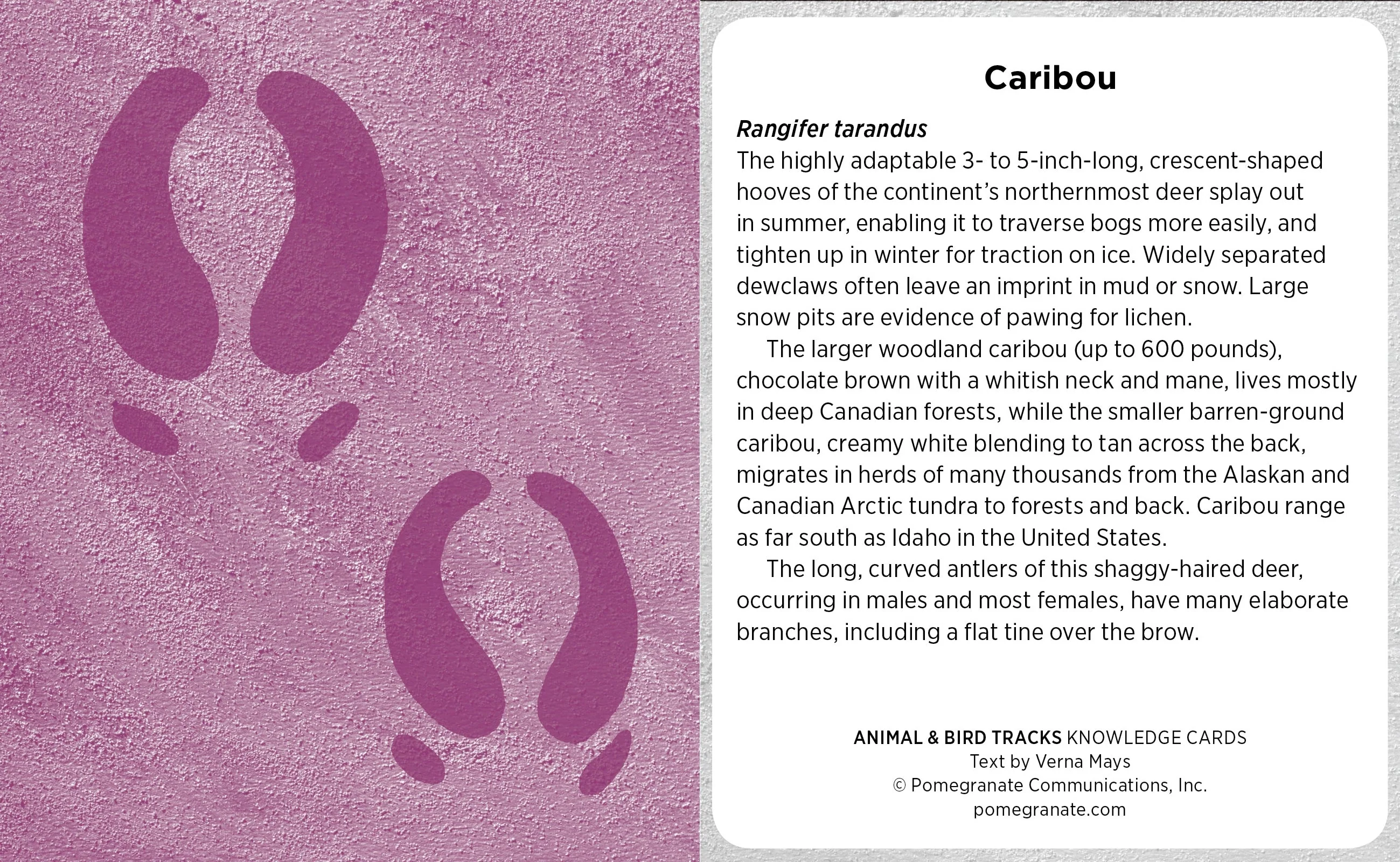 Animal & Bird Tracks: A Handy Reference For the Outdoor Detective Knowledge Cards - Image 3