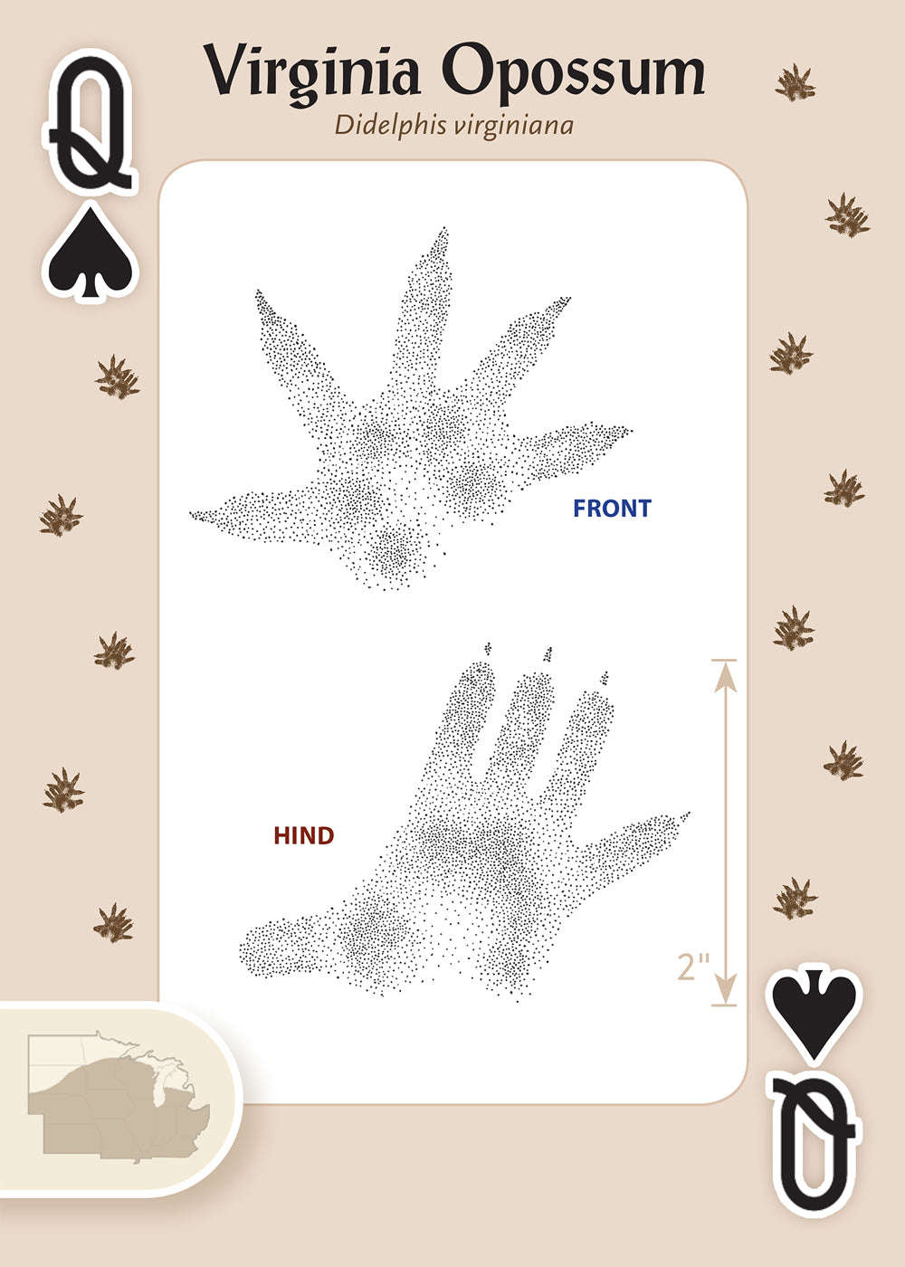 Animal Tracks of the Midwest Playing Cards - Image 4