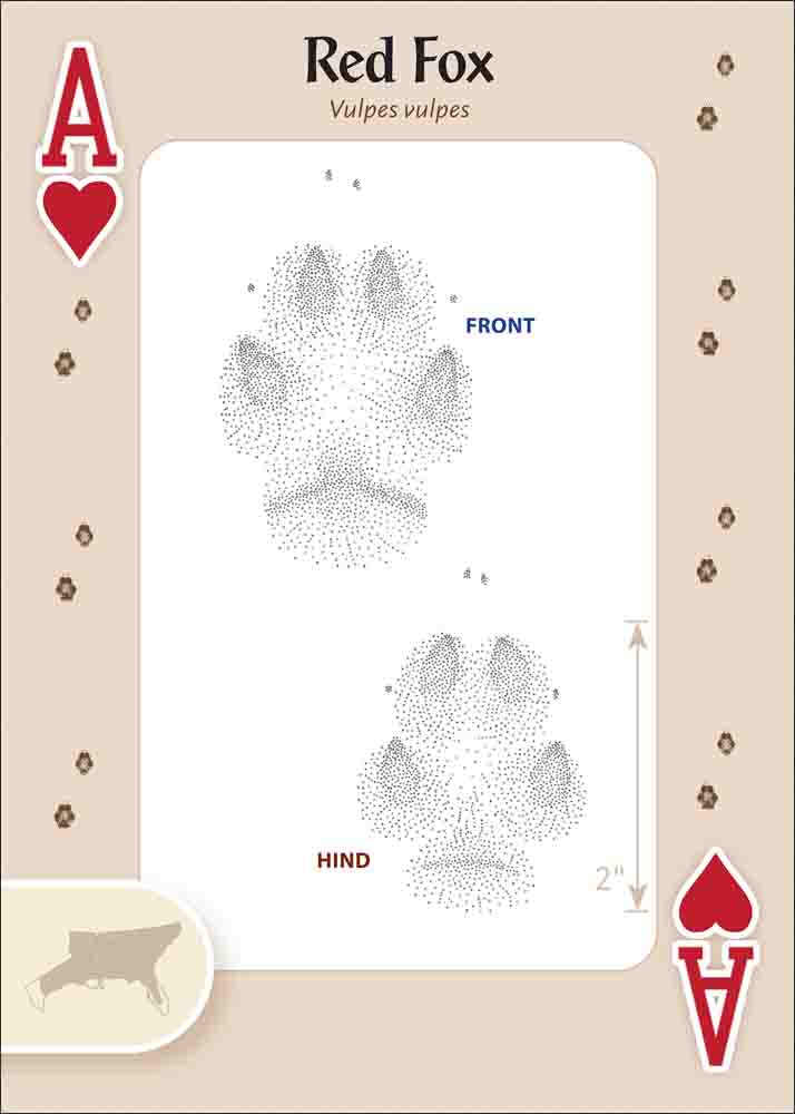 Animal Tracks of the Southeast & Gulf States Playing Cards - Image 2