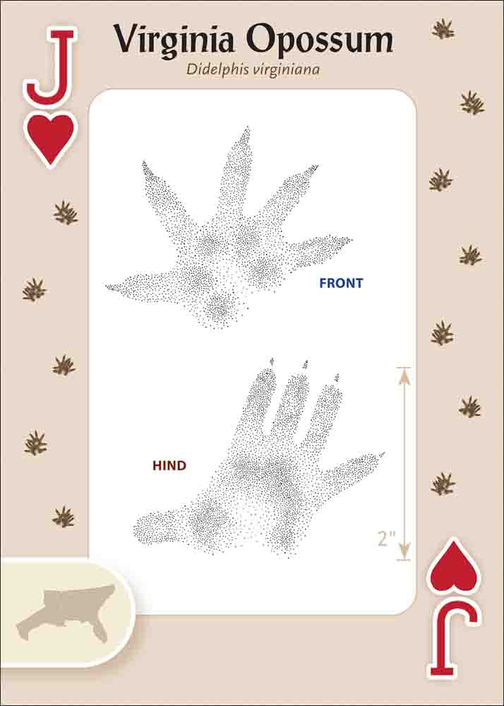 Animal Tracks of the Southeast & Gulf States Playing Cards - Image 5