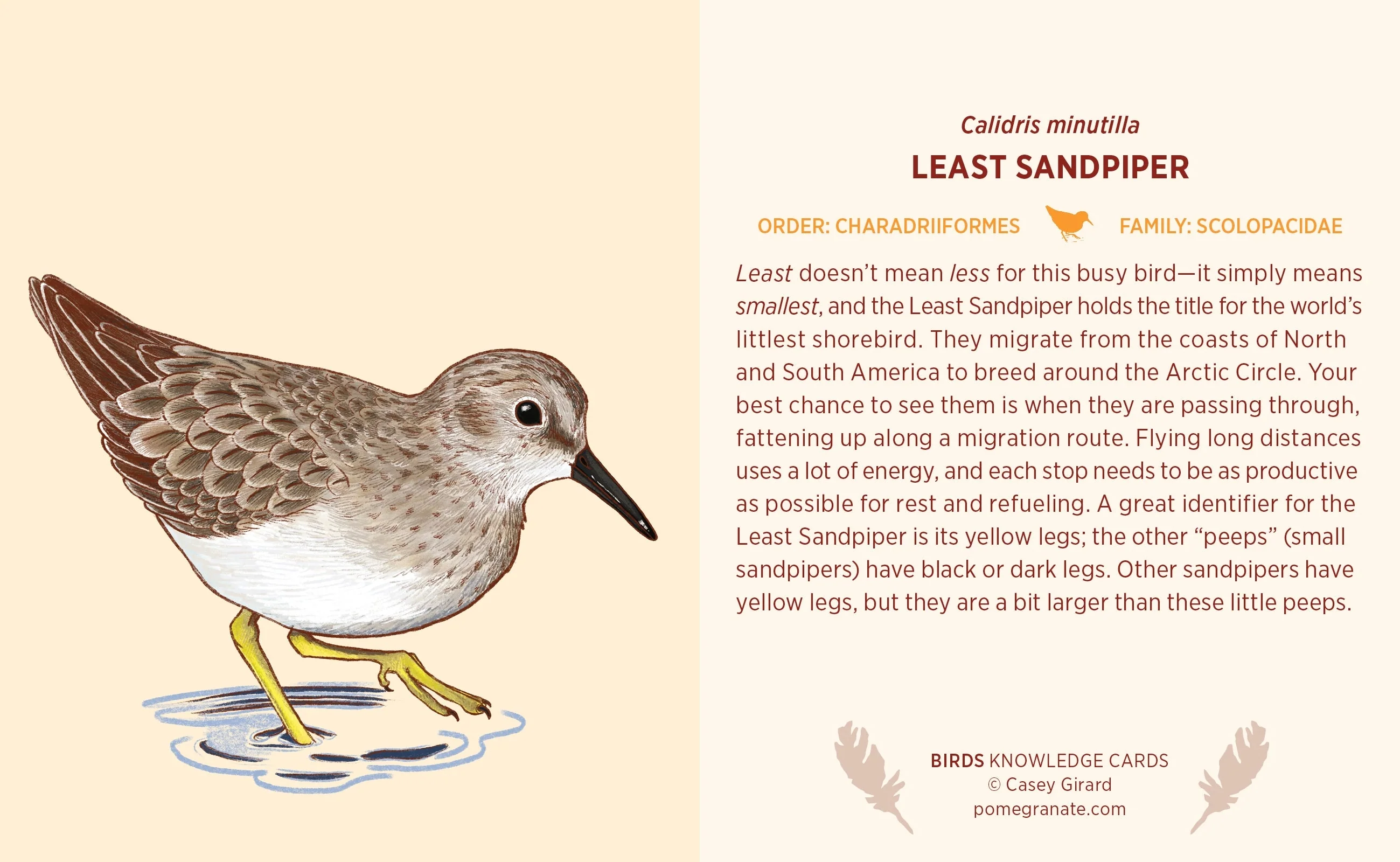 Birds Knowledge Cards - Image 3