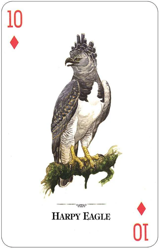 Birds of Prey of the Natural World Playing Cards USGS - Image 3