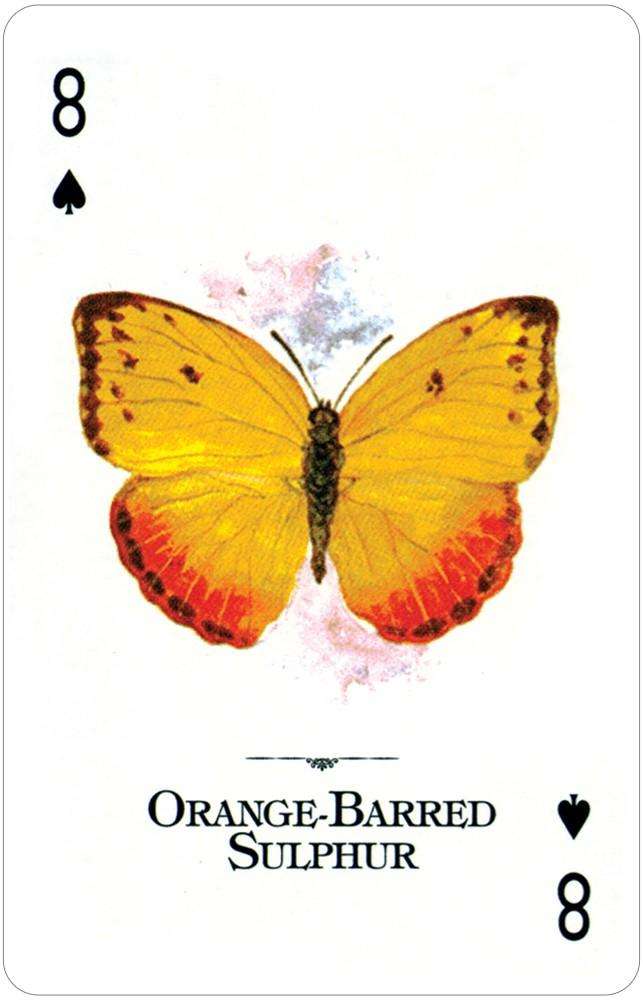 Butterflies of the Natural World Playing Cards USGS - Image 3