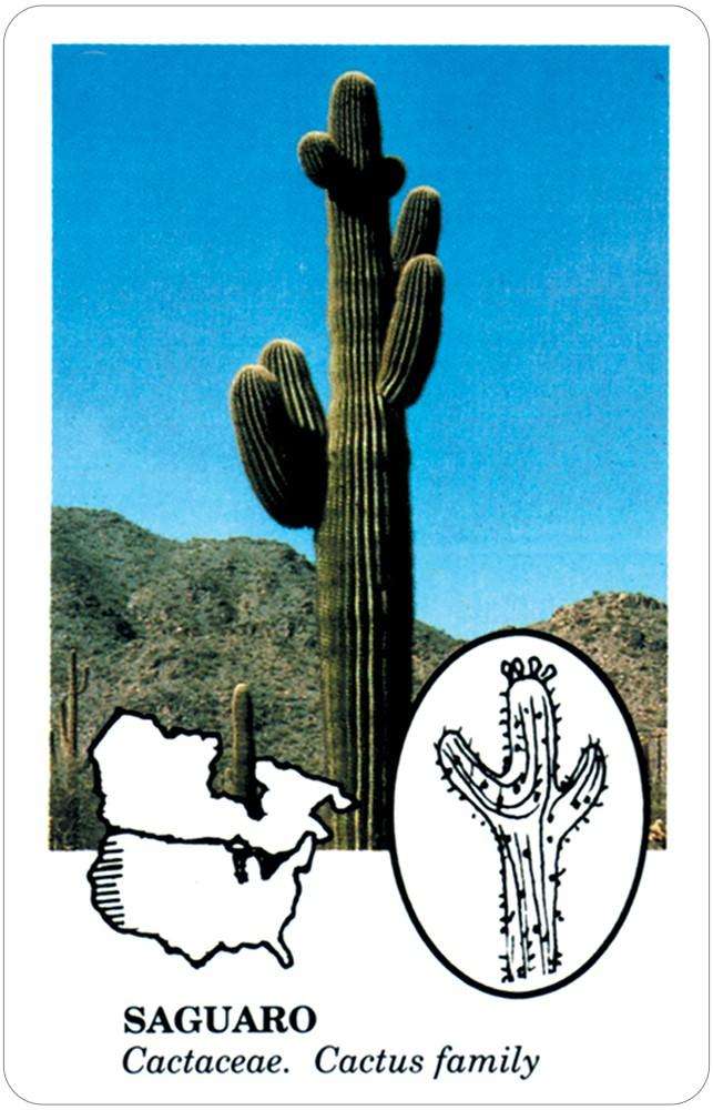 Edible Wild Foods Playing Cards USGS - Image 3