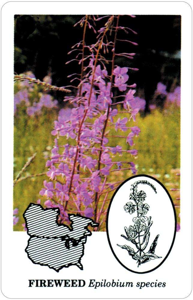 Edible Wild Foods Playing Cards USGS - Image 5
