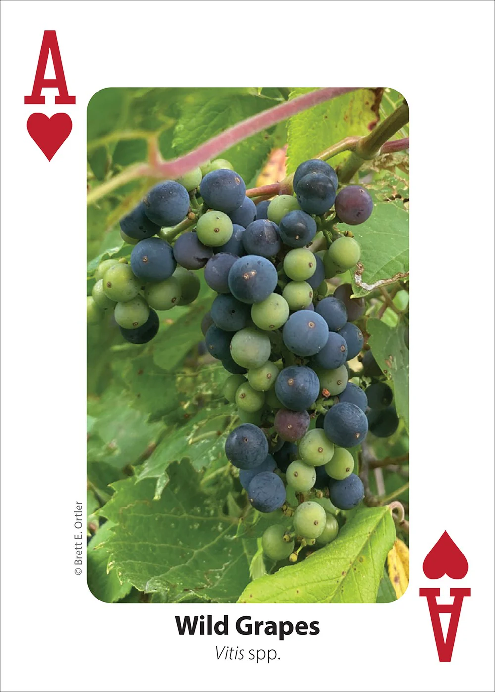 Foraging Playing Cards - Image 2