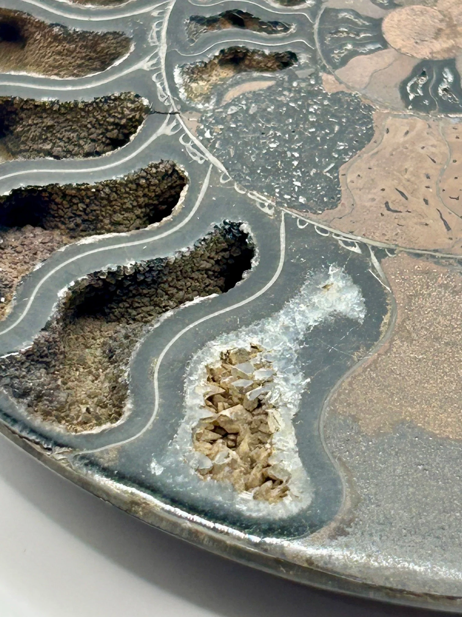 Fossil Ammonite (Cretaceous Period) - Image 2