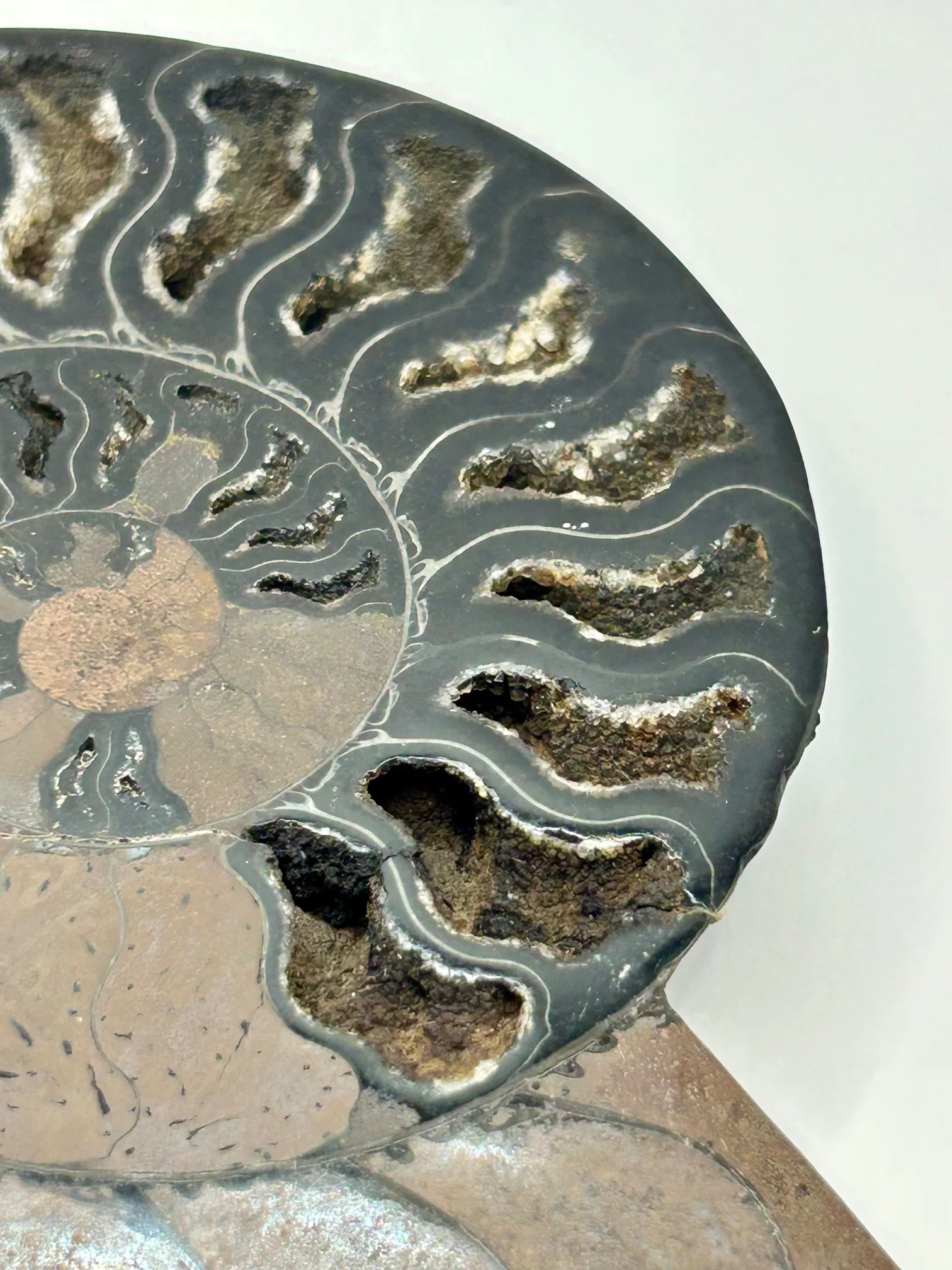 Fossil Ammonite (Cretaceous Period) - Image 3