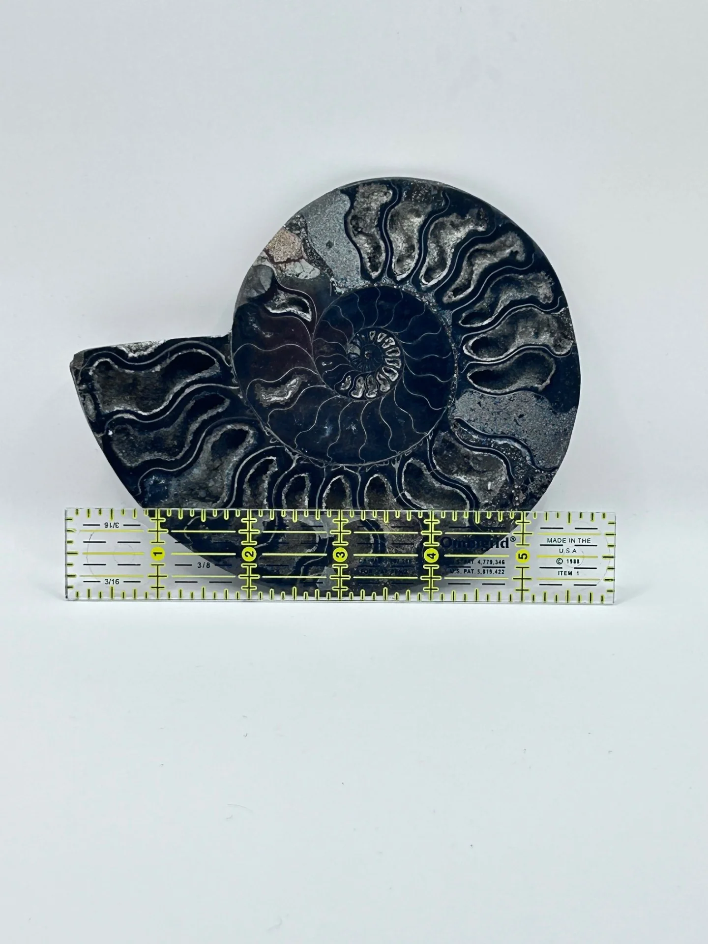 Fossil Ammonite (Cretaceous Period) - Image 6