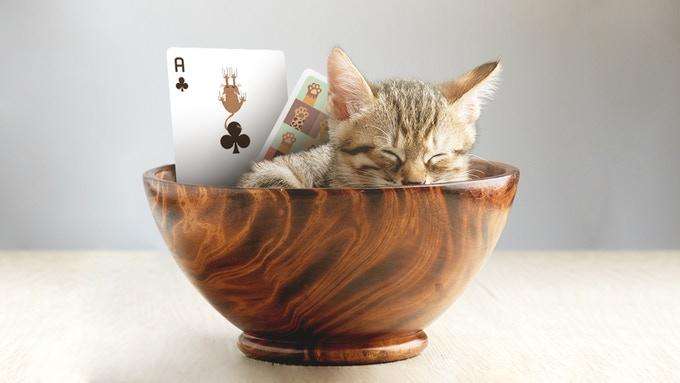 Meow Star Cat Playing Cards USPCC - Image 3
