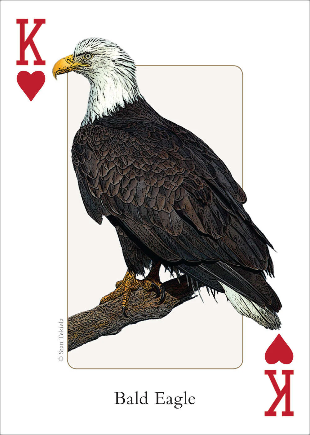 Midwest Birds Playing Cards - Image 3