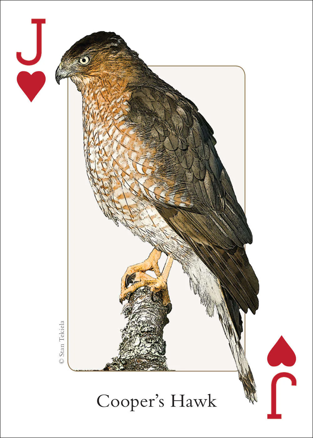 Midwest Birds Playing Cards - Image 5
