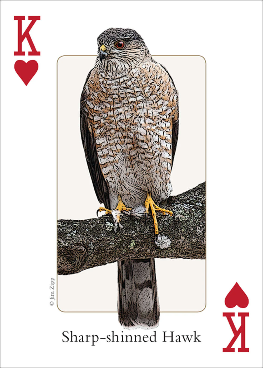 Northeast Birds Playing Cards - Image 4