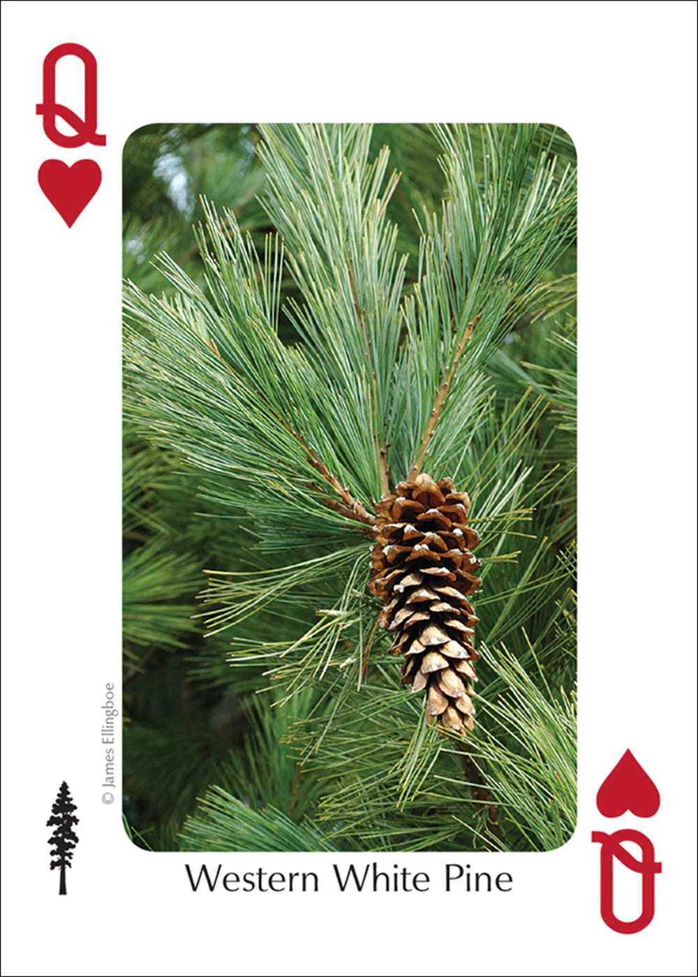 Northwest Trees Playing Cards - Image 3