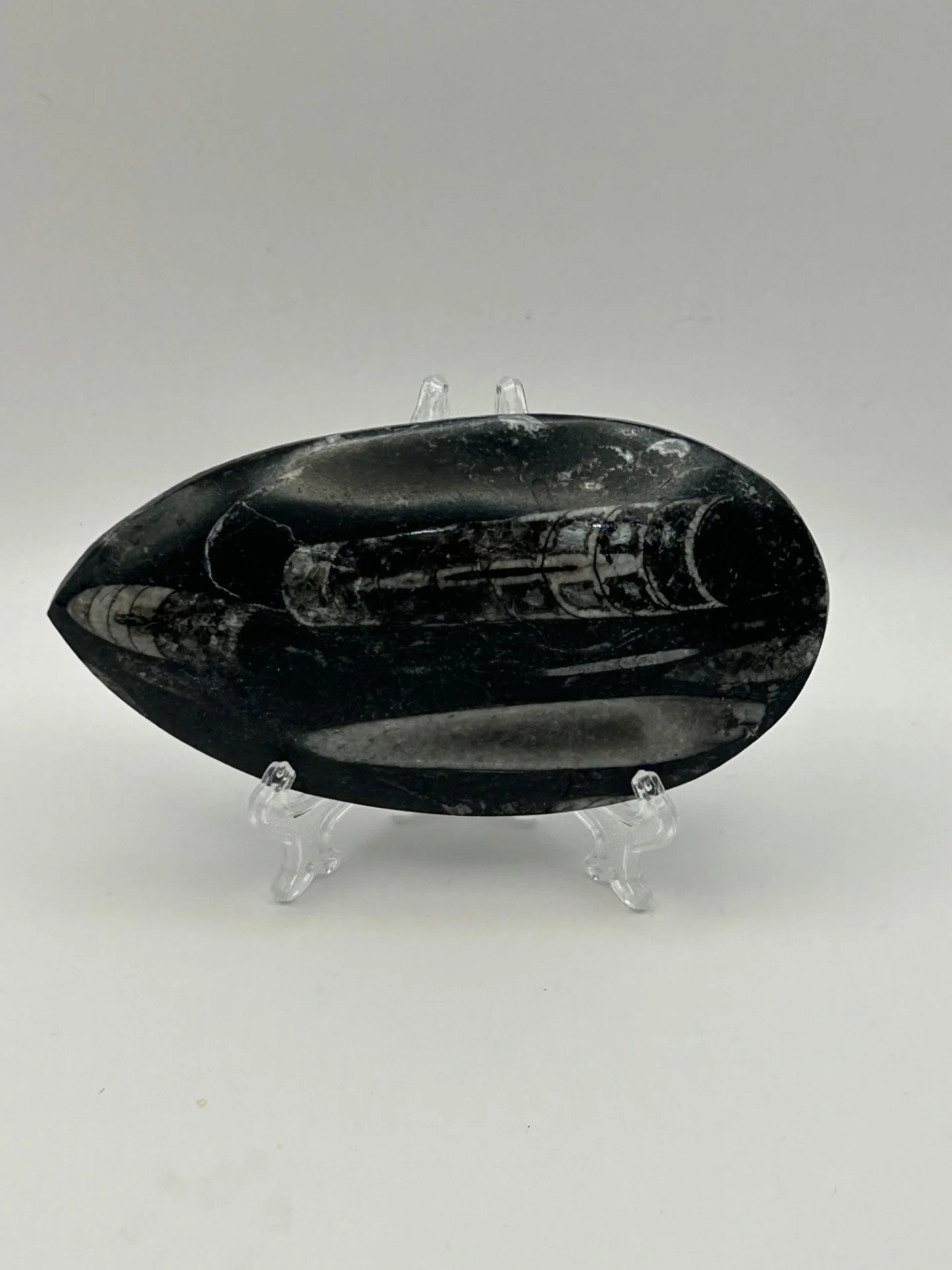 Orthoceras Fossil