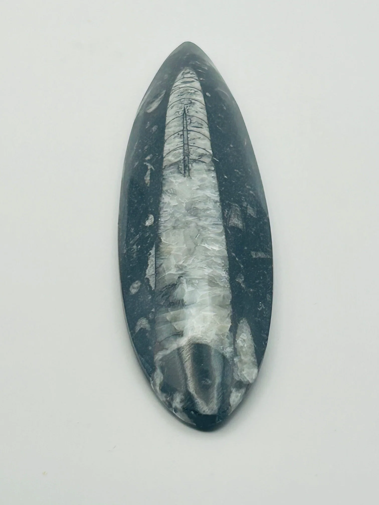 Orthoceras Fossil Spear - Image 3