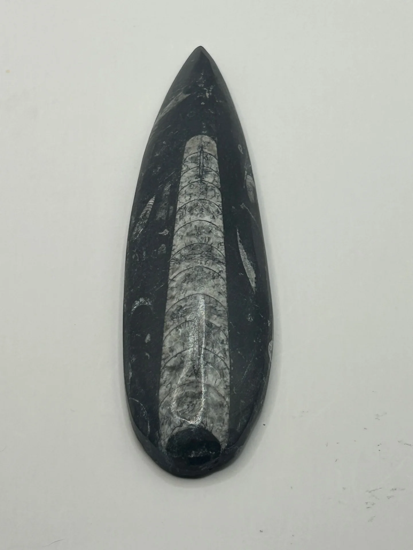 Orthoceras Fossil Spear