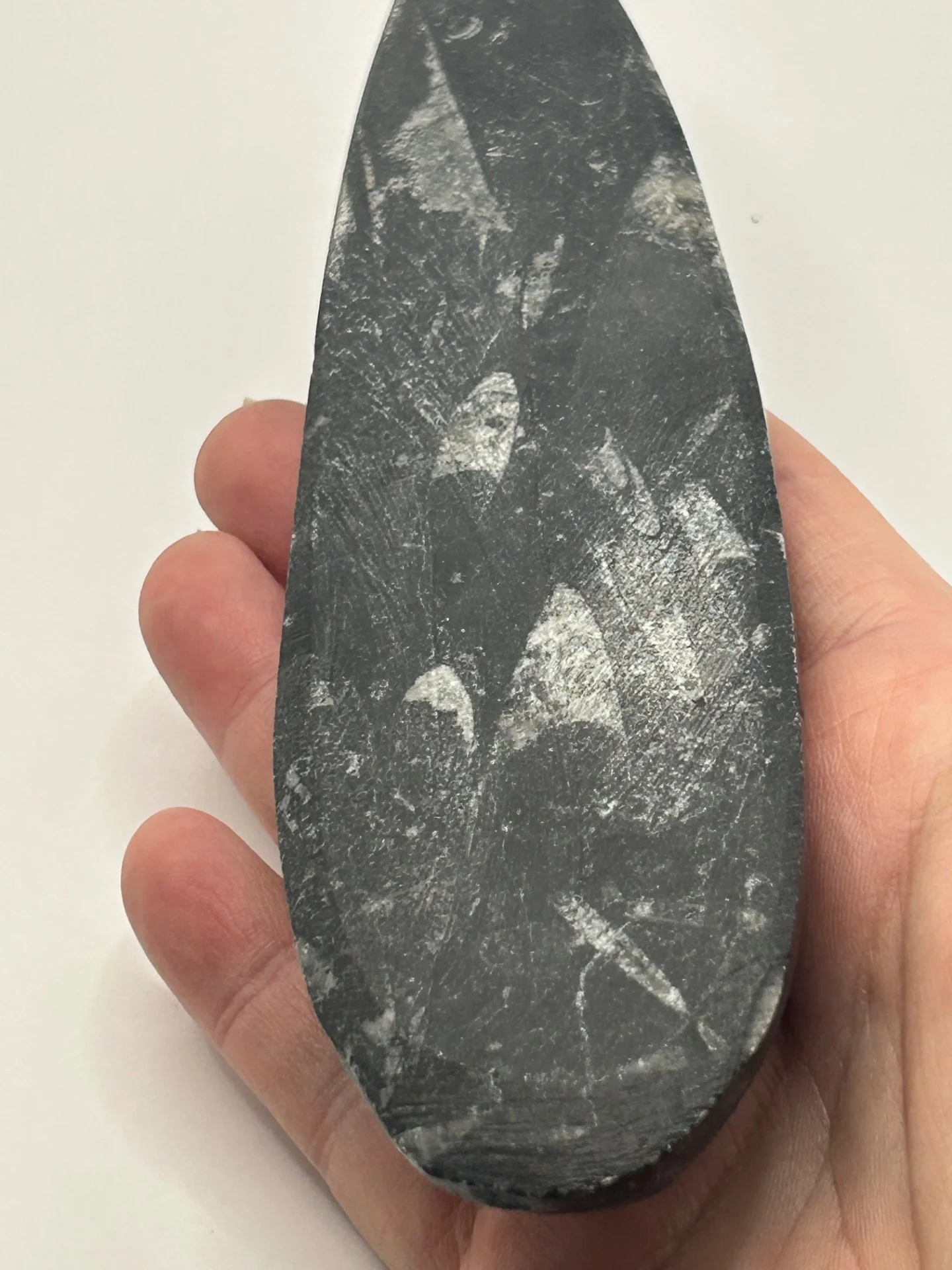 Orthoceras Fossil Spear - Image 5