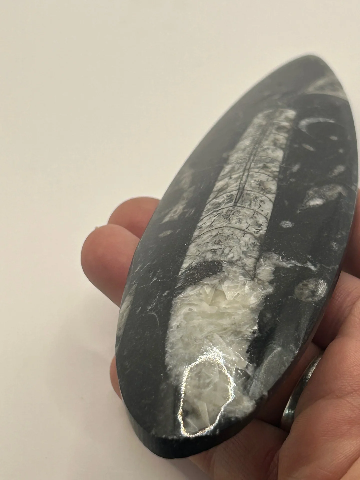 Orthoceras Fossil Spear - Image 3