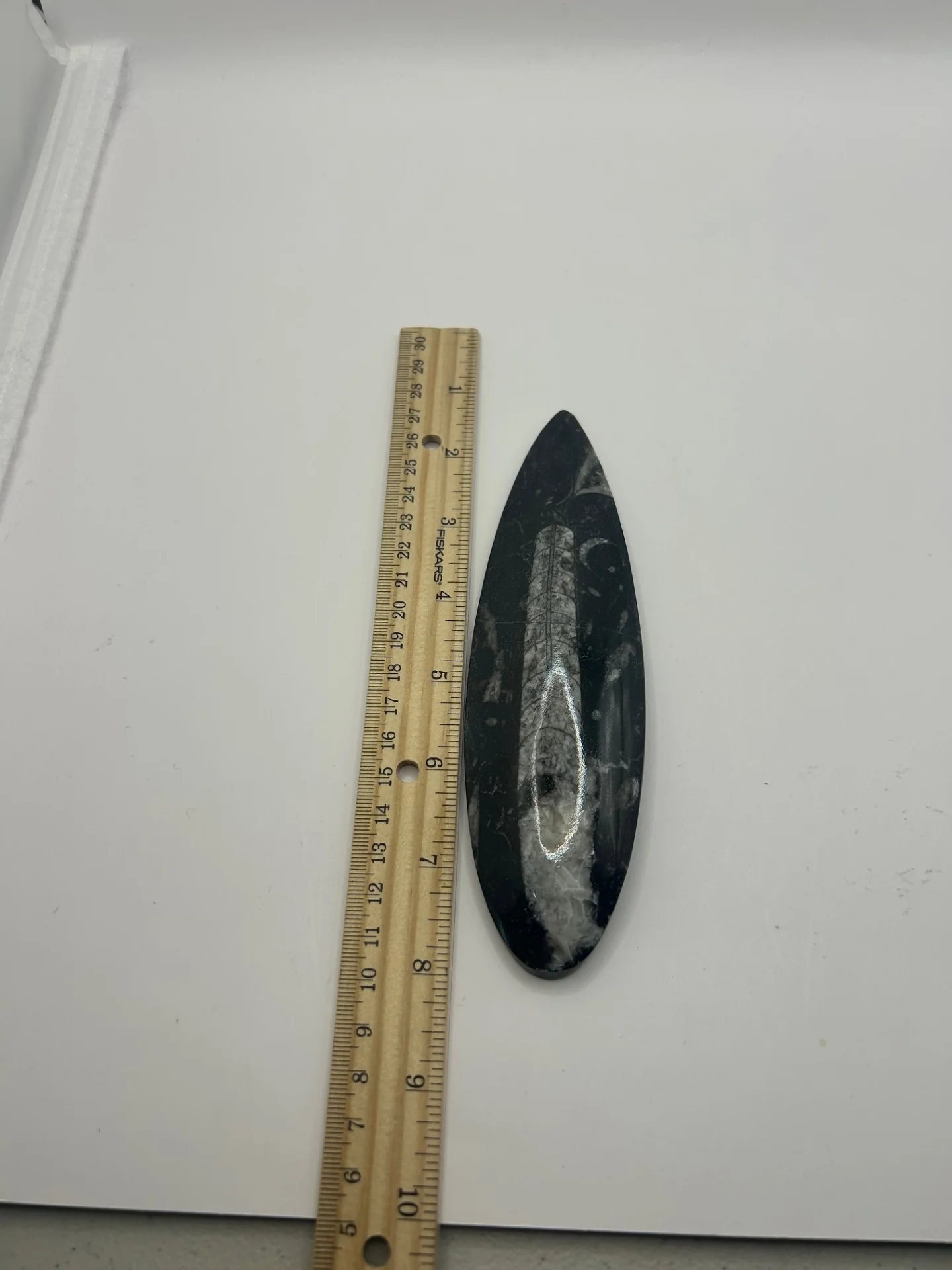 Orthoceras Fossil Spear - Image 5