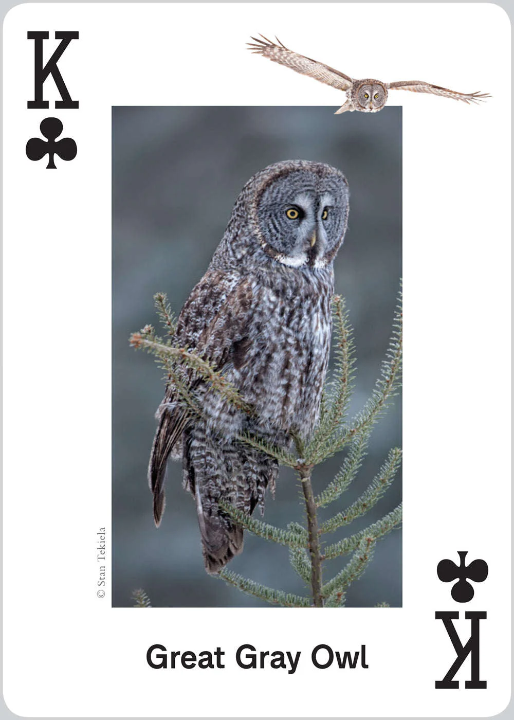 Raptors Playing Cards - Image 2
