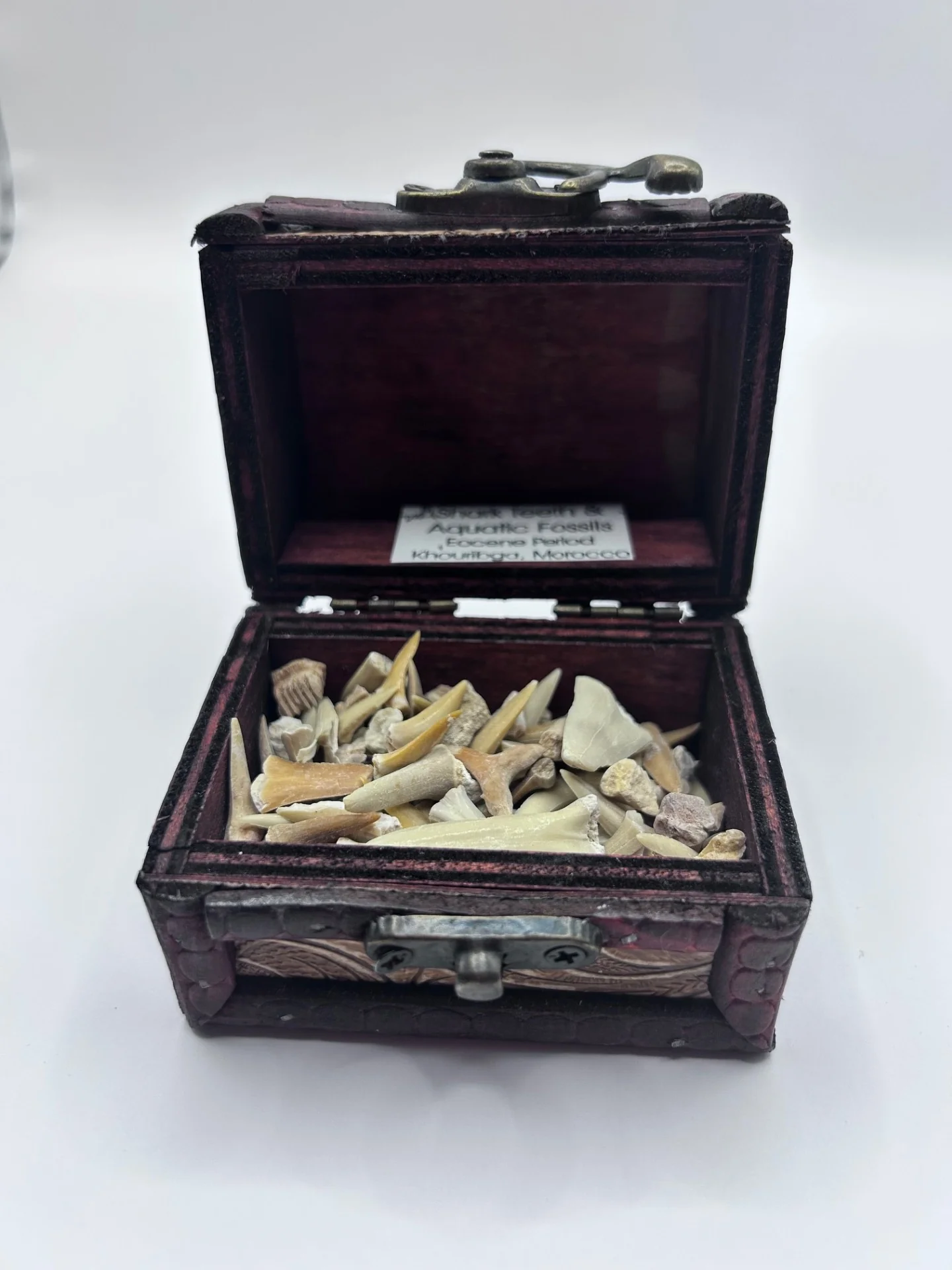 Shark Teeth & Aquatic Fossils