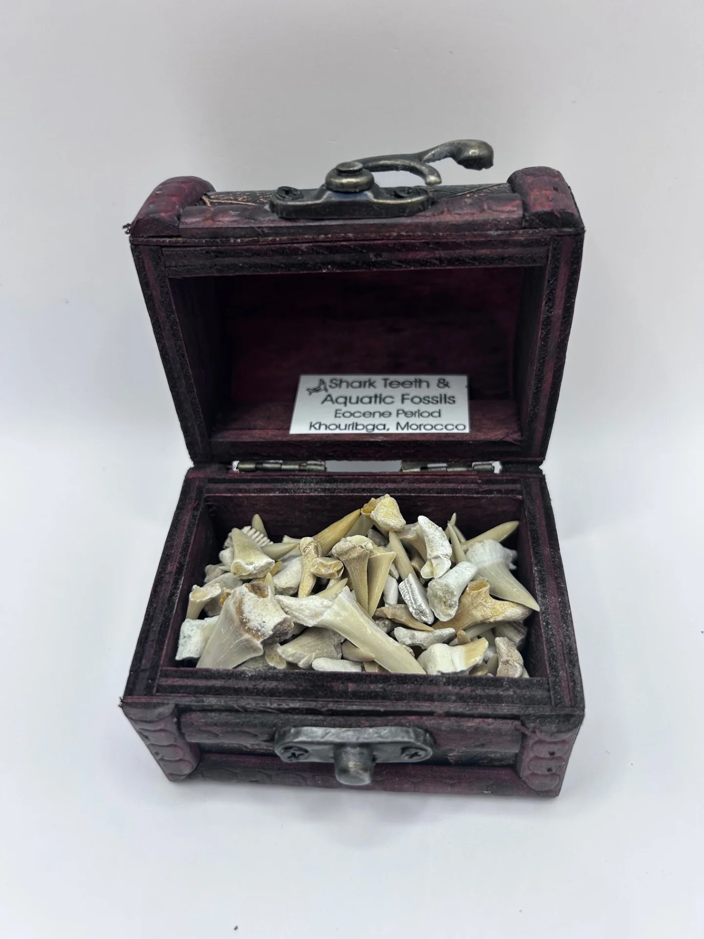 Shark Teeth & Aquatic Fossils