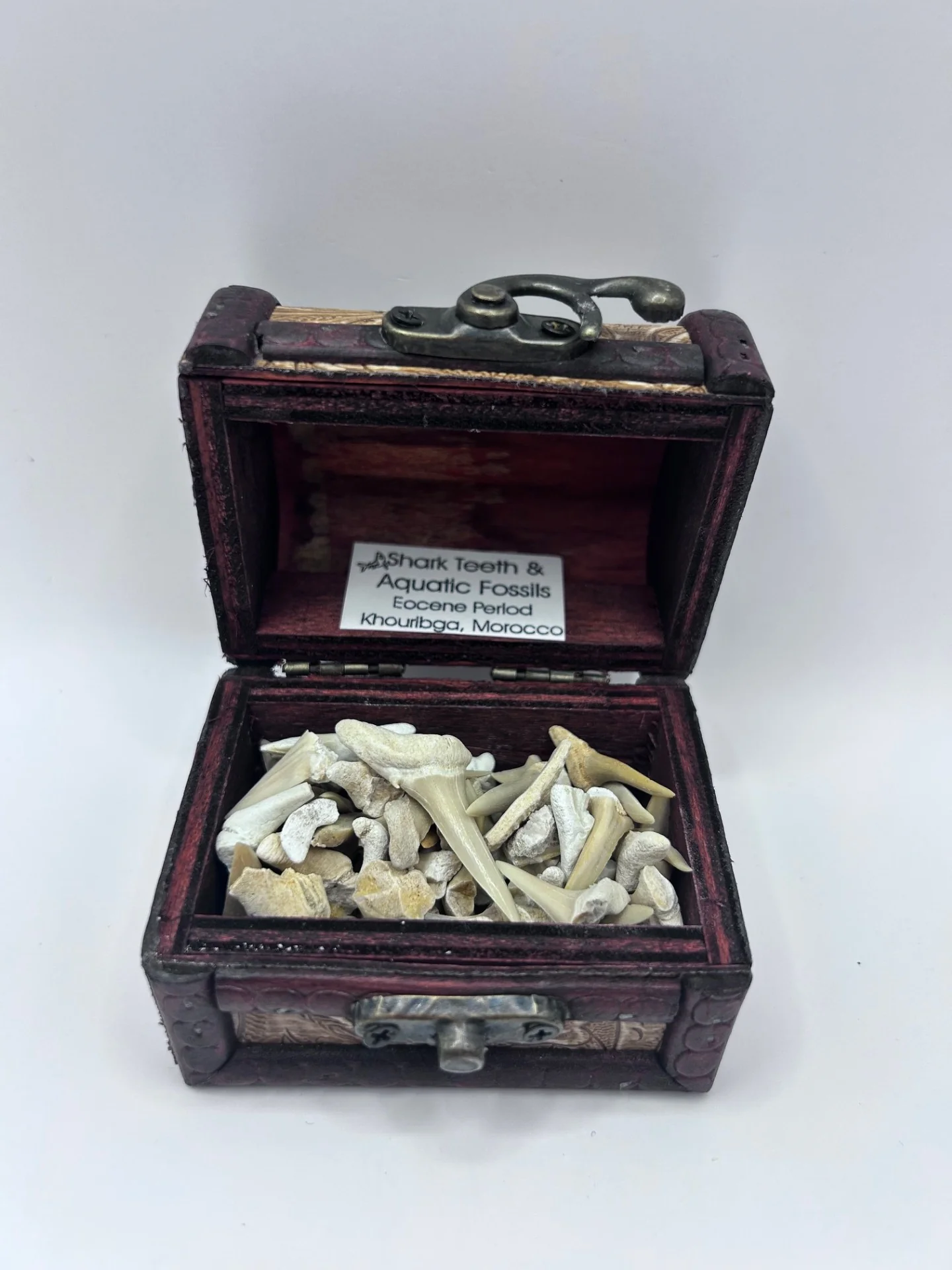 Shark Teeth & Aquatic Fossils