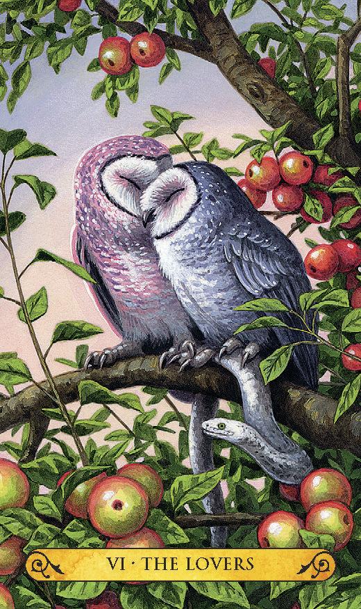 Tarot of the Owls Mini Deck - Image 5