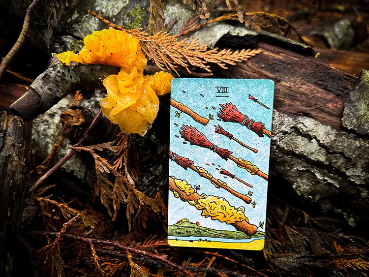 The Mushroom Hunter’s Arcanum - Gold Gilded, Fungi-Themed Tarot Deck - Image 4
