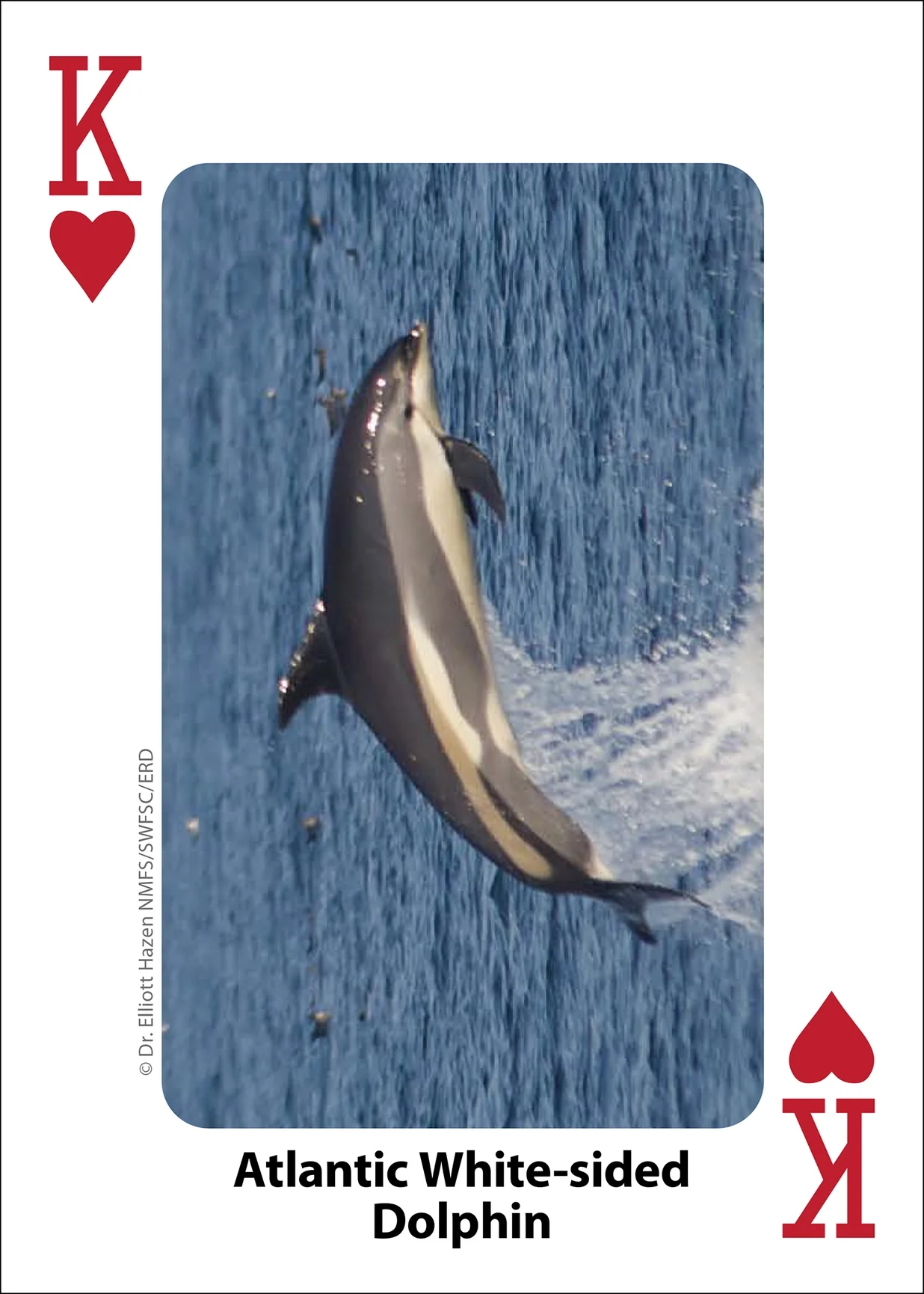 Whales, Dolphins, and Marine Mammals Playing Cards - Image 12