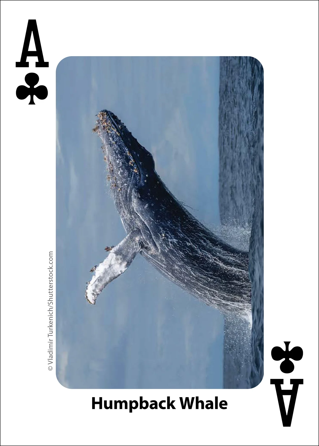 Whales, Dolphins, and Marine Mammals Playing Cards - Image 5