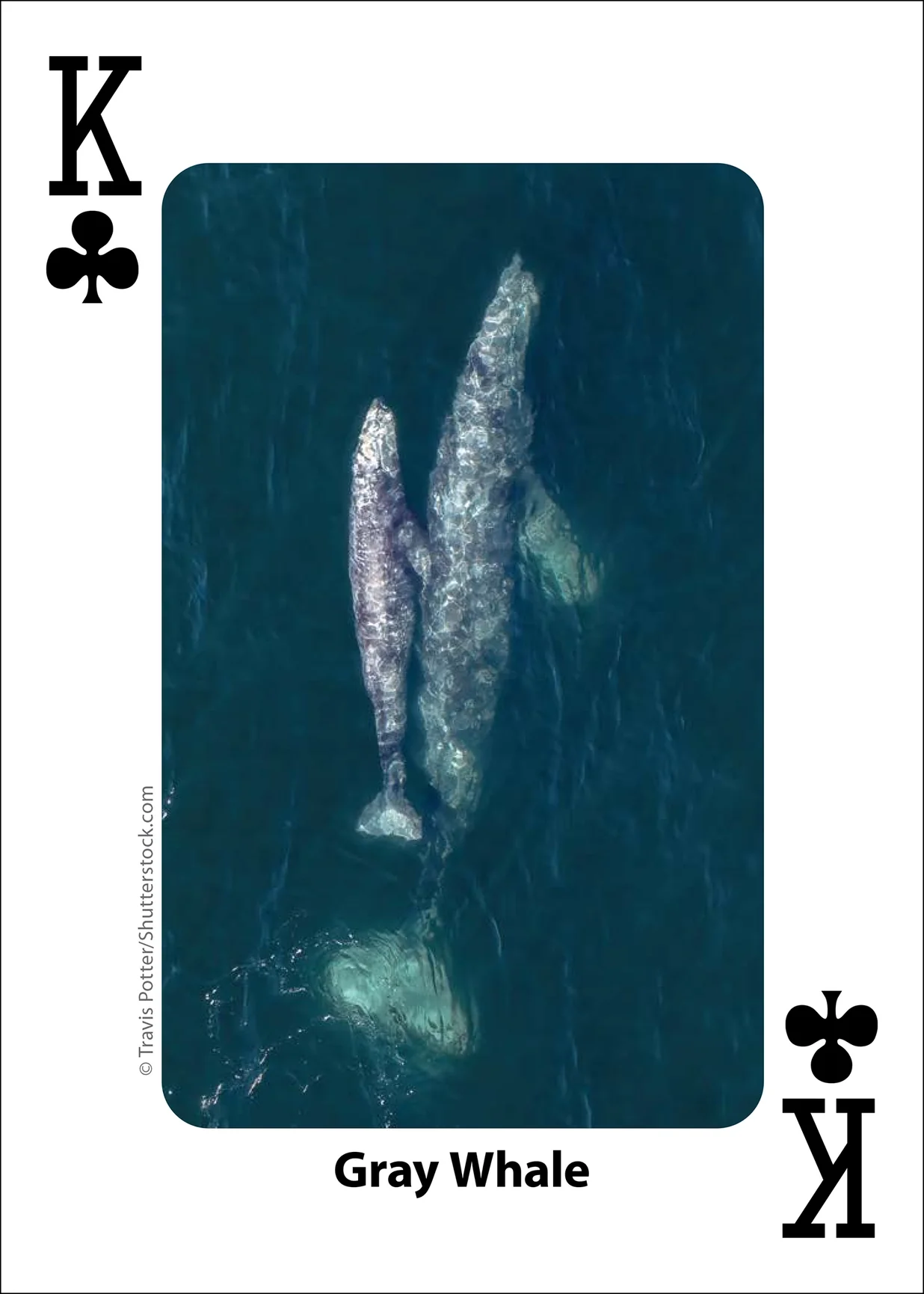 Whales, Dolphins, and Marine Mammals Playing Cards - Image 6