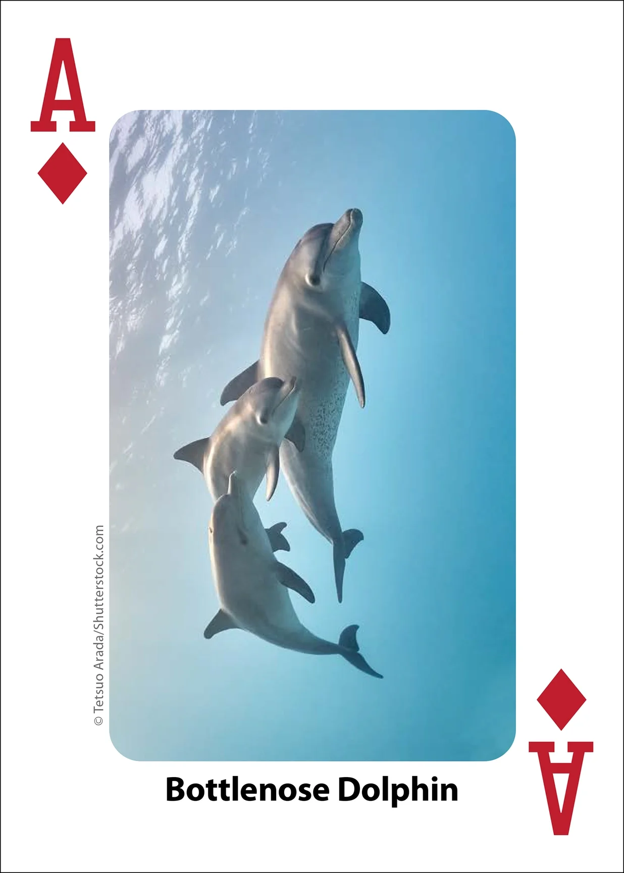 Whales, Dolphins, and Marine Mammals Playing Cards - Image 7
