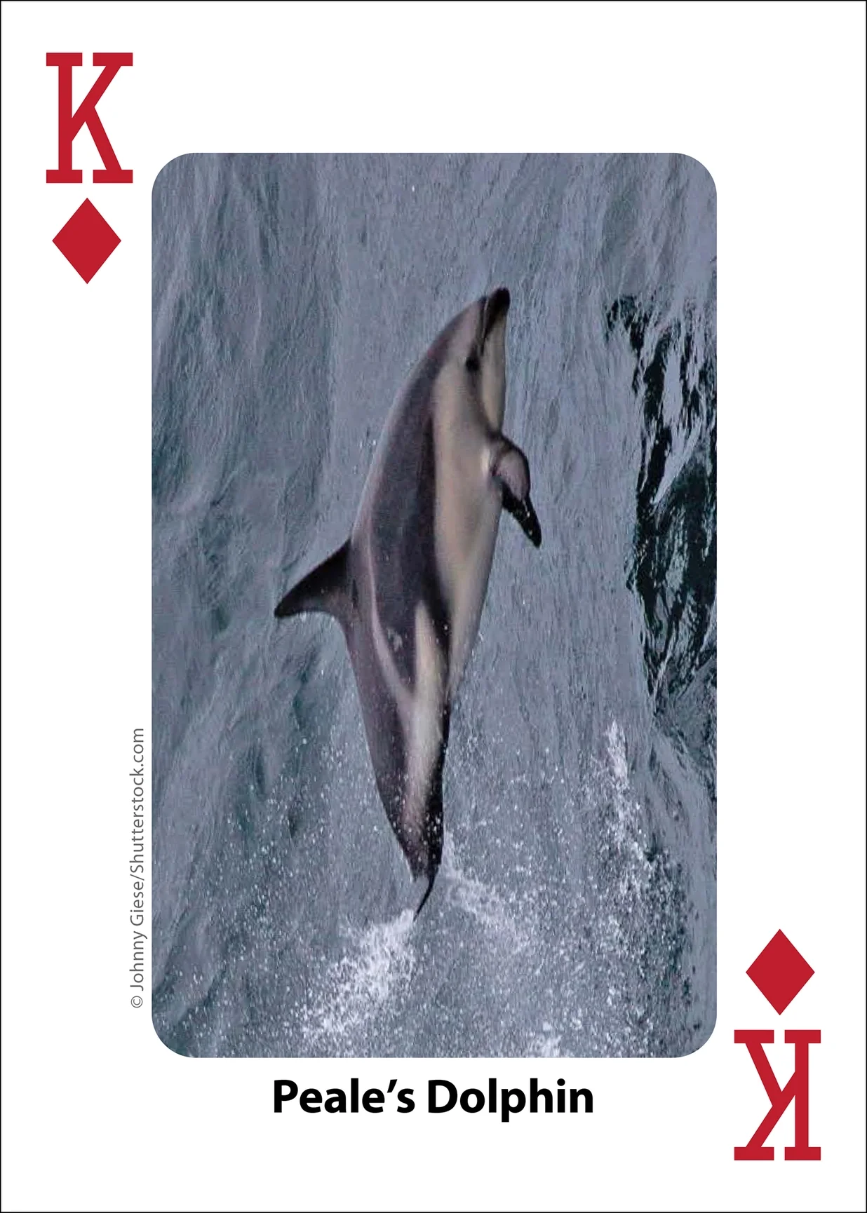 Whales, Dolphins, and Marine Mammals Playing Cards - Image 8