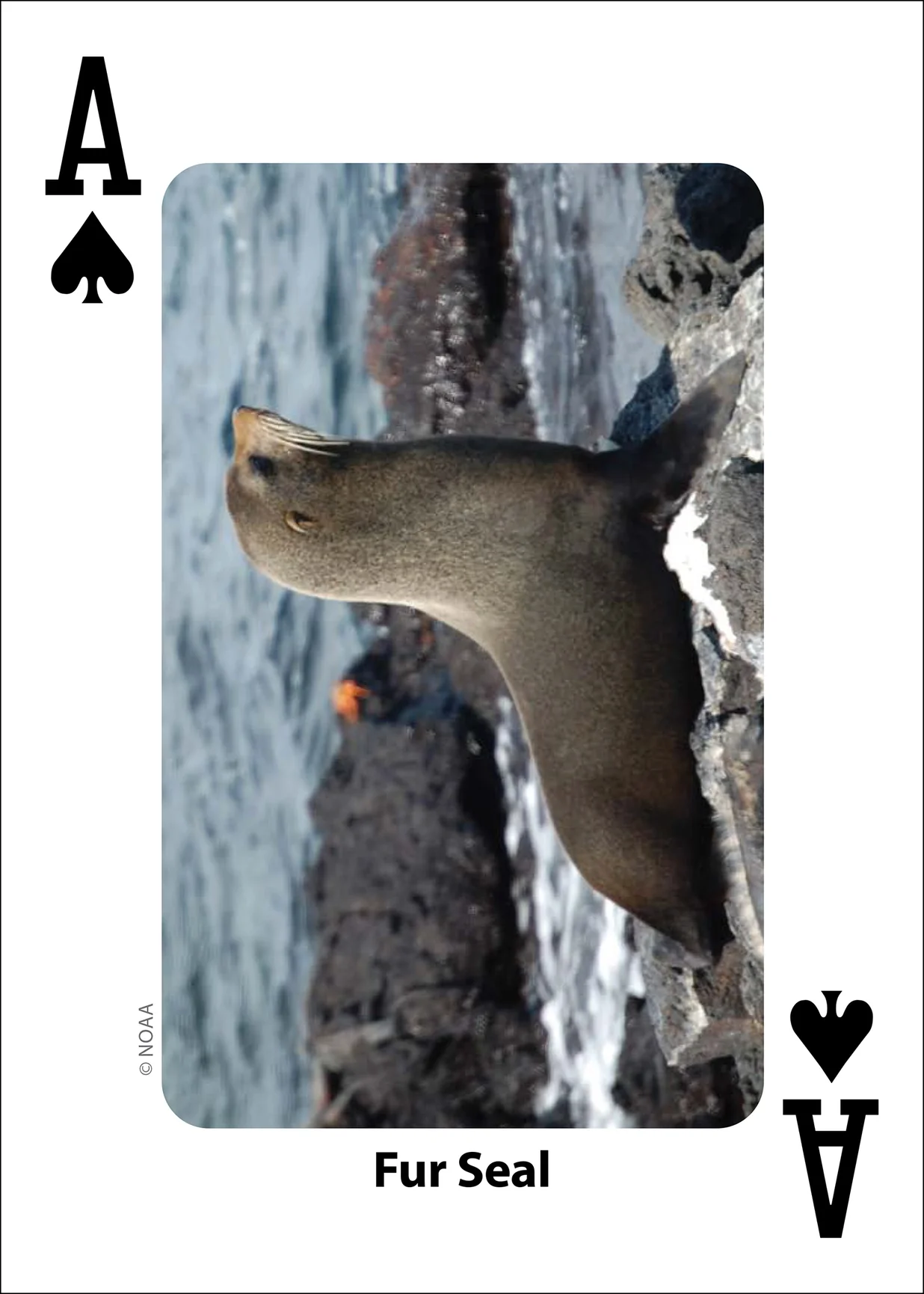 Whales, Dolphins, and Marine Mammals Playing Cards - Image 9