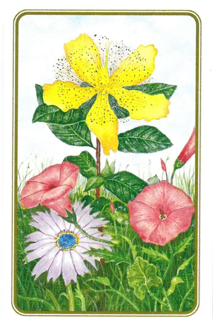 Wildflowers of the Natural World Playing Cards USGS - Image 2